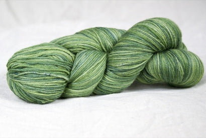 Collins Sport - Variegated Dwarf Alberta Spruce